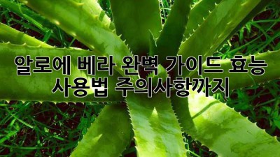 알로에 베라 완벽 가이드: 효능, 사용법, 주의사항까지!